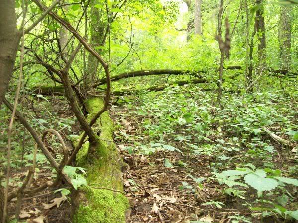 A lush green forest scene featuring a fallen moss-covered log surrounded by dense underbrush and trees. Sunlight filters through the leaves, creating a serene natural atmosphere. Memorial Park mountain bike trail.