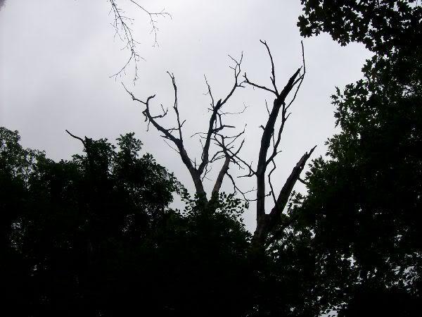 Silhouette of a dead tree with bare branches against a cloudy sky, surrounded by lush green foliage from other trees. Memorial Park mountain bike trail.