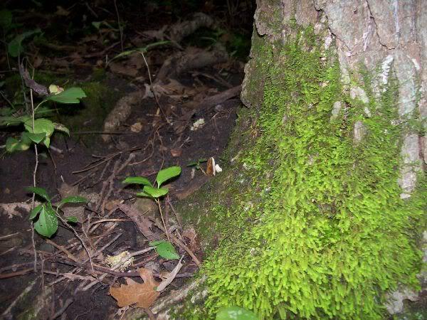 A close-up view of a moss-covered tree trunk in a forest setting, with lush green moss and small plants at the base. The ground is covered with leaves and earthy soil, highlighting the natural forest environment. Memorial Park mountain bike trail.