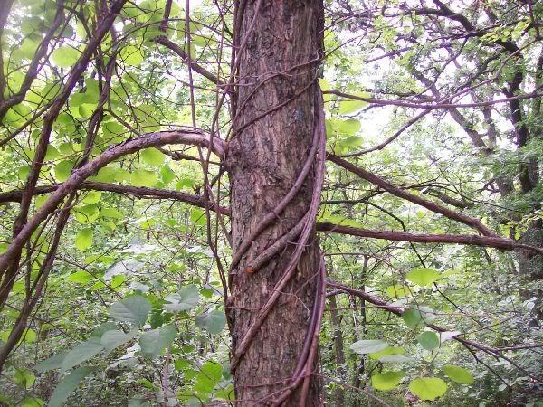 A tree trunk intertwined with thick vines, surrounded by lush green foliage in a forest setting. The vines wrap around the rough bark, blending into the natural greenery of the environment. Memorial Park mountain bike trail.