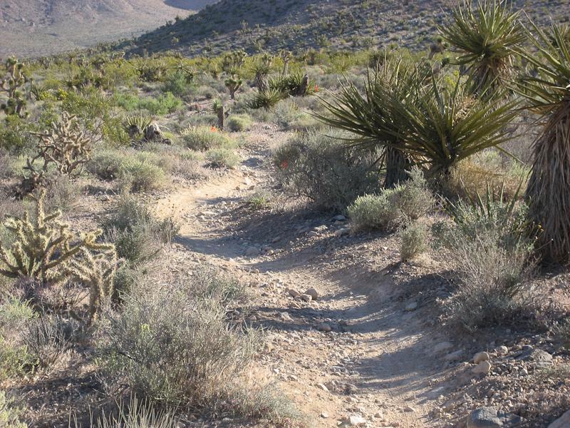 A winding dirt trail surrounded by desert vegetation, including various cacti and shrubs, leading through a hilly landscape under clear skies. Blue Diamond mountain bike trail.