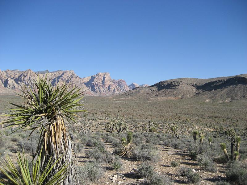 A desert landscape featuring rugged mountains in the background under a clear blue sky, with various shrubs and a prominent yucca plant in the foreground. Blue Diamond mountain bike trail.