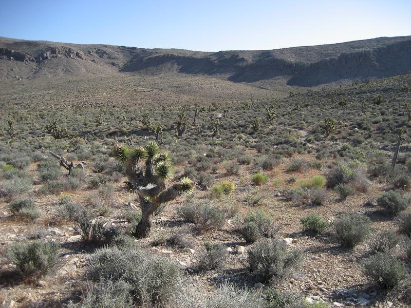 A vast, arid landscape featuring sparse vegetation including Joshua trees and low shrubs, set against a rugged mountain backdrop under a clear blue sky. The terrain is rocky and dry, with gentle slopes leading to distant hills. Blue Diamond mountain bike trail.