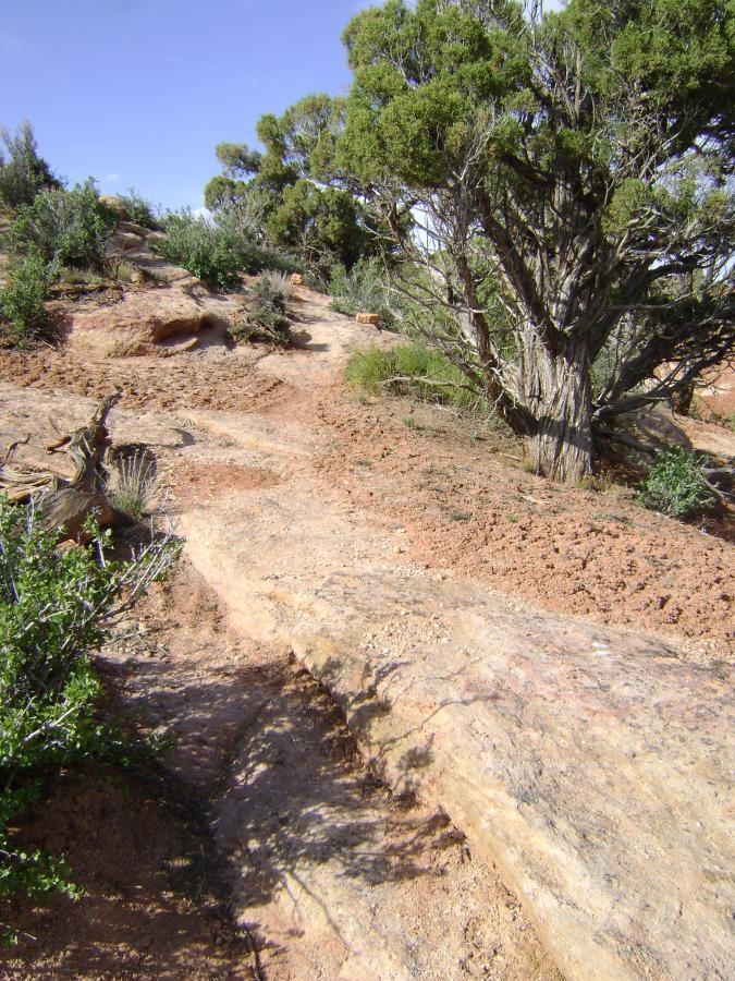 A rocky path winding through a dry landscape, lined with small shrubs and a few trees under a clear blue sky. Handsome Cabin Boy mountain bike trail.
