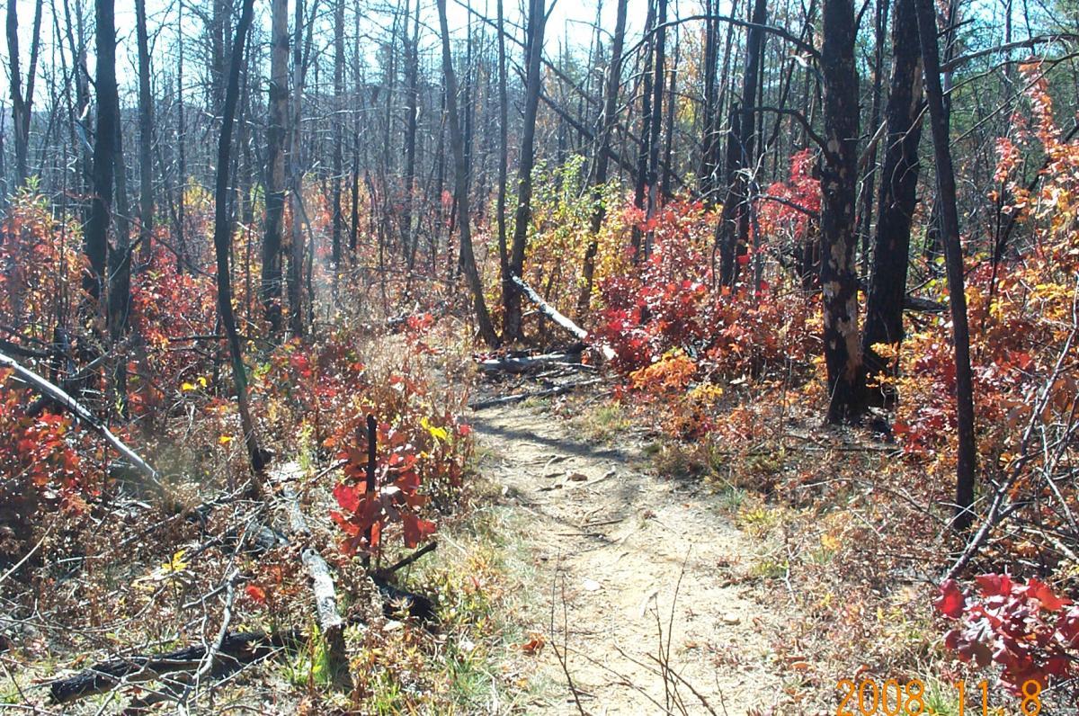 A winding dirt path through a forest with exposed trees and vibrant red foliage, indicating a transition into autumn. The ground is littered with fallen branches and leaves, creating a textured landscape under a clear blue sky. White Twister mountain bike trail.