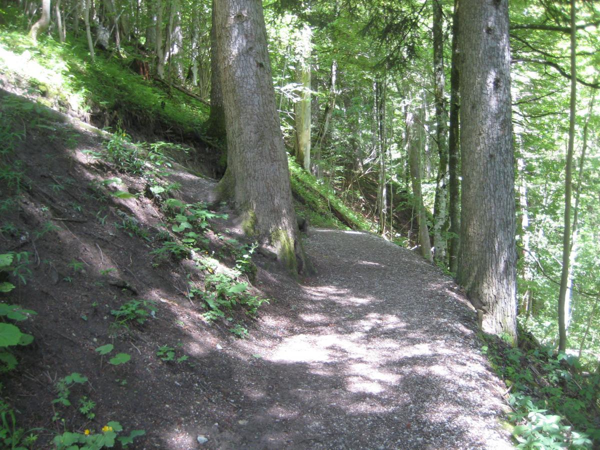 A winding gravel path bordered by tall trees and lush green foliage, leading through a serene woodland environment. Sunlight filters through the leaves, creating a play of light and shadow on the path. Garthof Partnachklamm Trail mountain bike trail.