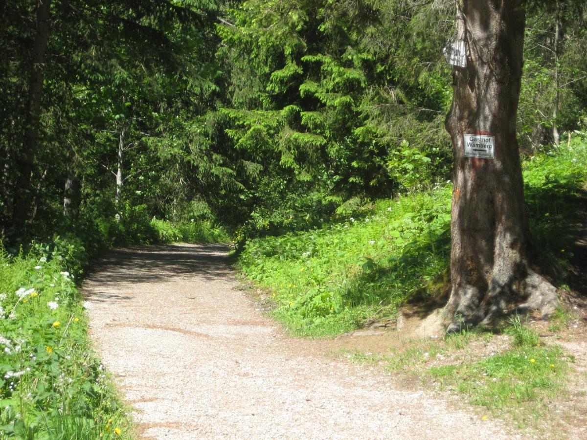 A winding gravel path through a lush green forest, lined with tall trees and wildflowers, with a sign on a tree indicating directions to "Gasthof Wänber." Sunlight filters through the foliage, creating a serene and inviting atmosphere. Garthof Partnachklamm Trail mountain bike trail.