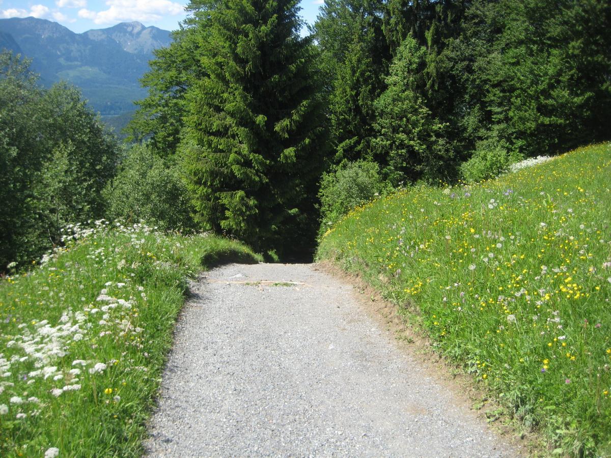 A gravel path leading down through a lush green landscape, bordered by wildflowers and tall trees, with mountains visible in the distance under a sunny blue sky. Garthof Partnachklamm Trail mountain bike trail.