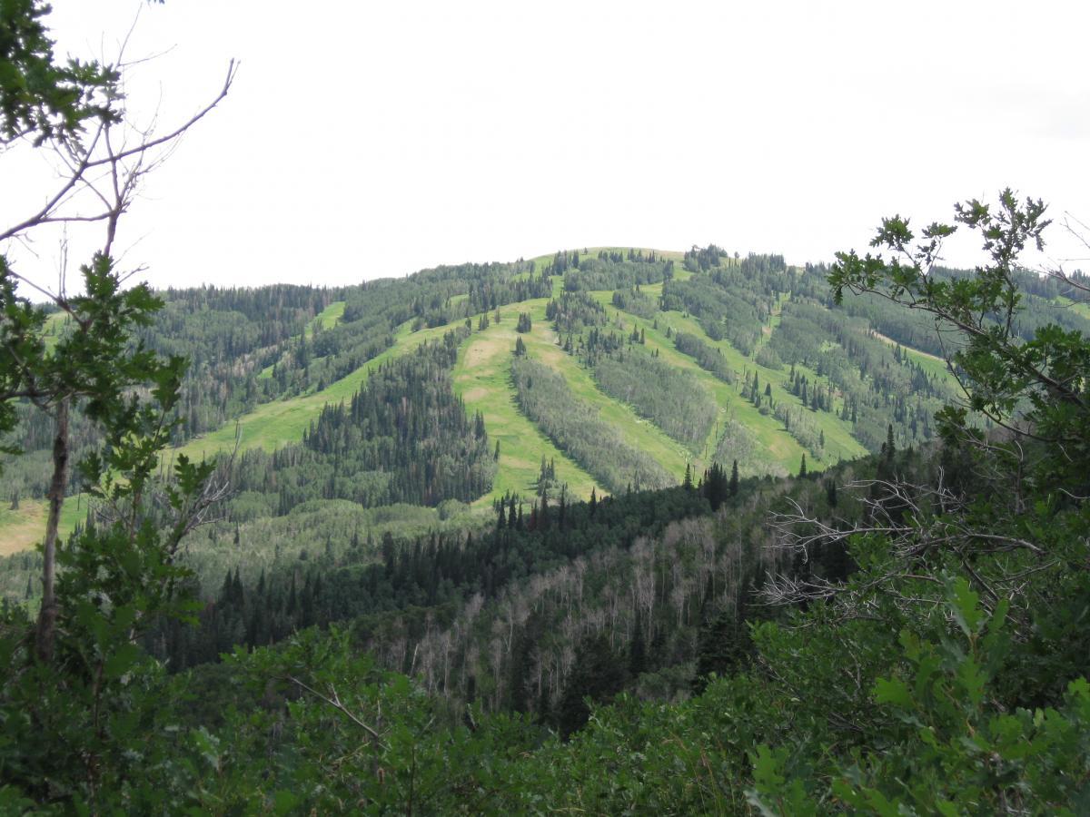 A scenic view of rolling green hills and ski runs amidst a dense forest, featuring a mix of evergreen trees and open grassy areas under a cloudy sky. Mid Mountain mountain bike trail.