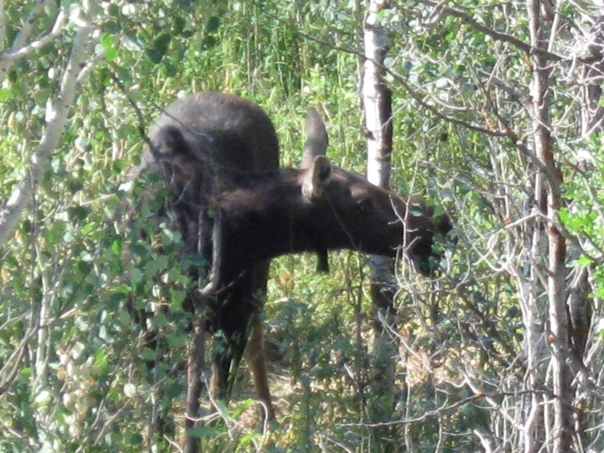 A moose grazing among trees and foliage in a natural setting. The animal is partially obscured by leaves, highlighting its large antlers and dark brown fur. Sunlight filters through the trees, creating a serene outdoor scene. Glenwild mountain bike trail.