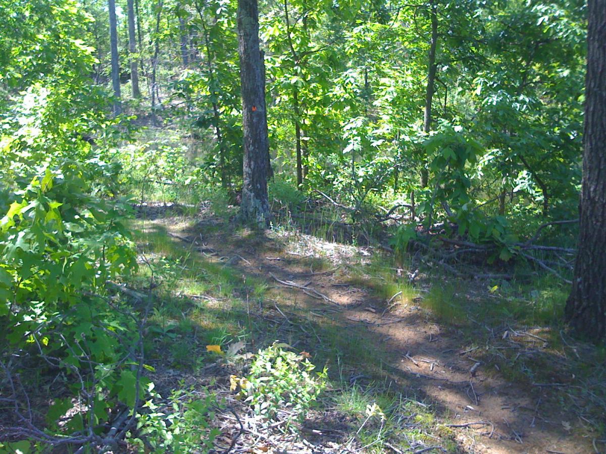 A sunlit forest scene featuring a dirt path winding through vibrant green foliage and trees. The ground is slightly damp, indicating possible recent rain, and various plants and underbrush surround the trail, providing a tranquil outdoor atmosphere. Grapevine Lake  A&amp;b mountain bike trail.