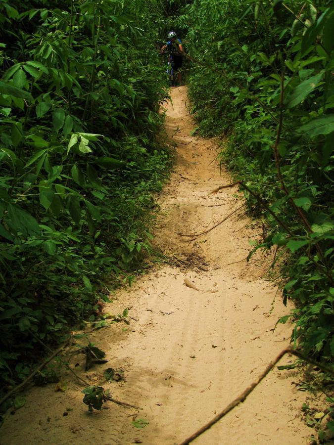 A narrow, sandy bike trail winding through dense greenery, with a cyclist partially visible in the background. The path is lined with lush plants and small branches, creating a natural tunnel effect. Comite Trails mountain bike trail.