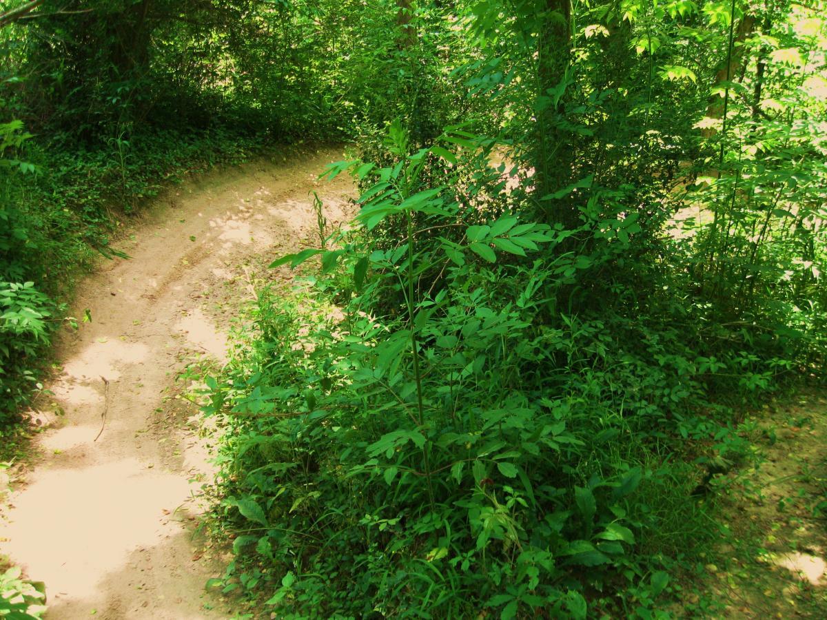 Winding dirt path surrounded by lush greenery and dense foliage, leading through a forested area. Sunlight filters through the trees, casting soft shadows on the ground. Comite Trails mountain bike trail.