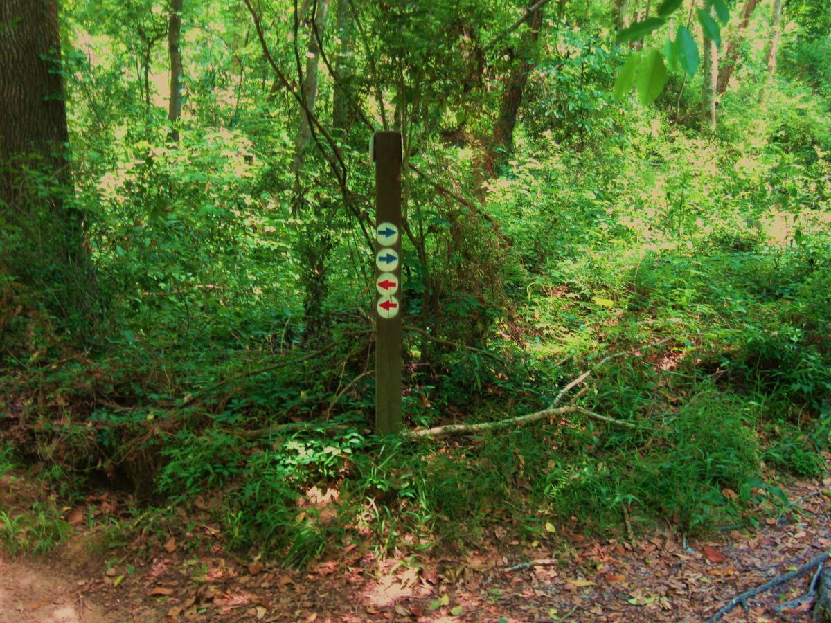 A wooden trail sign in a lush green forest, featuring directional arrows in blue and red indicating various paths. The surrounding area is filled with dense vegetation and sunlight filtering through the trees. Comite Trails mountain bike trail.
