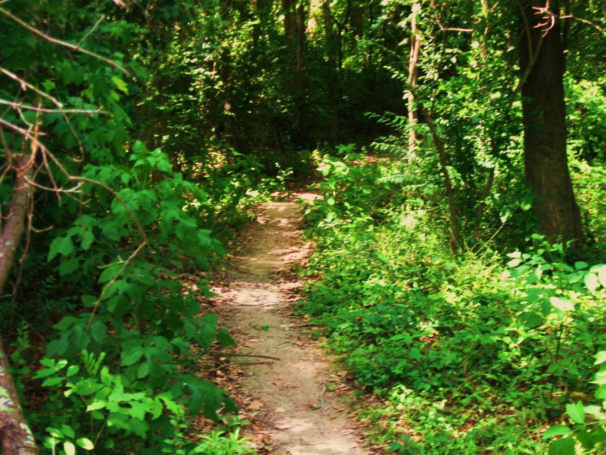 A narrow dirt path winding through a lush green forest, surrounded by vibrant foliage and trees. Comite Trails mountain bike trail.
