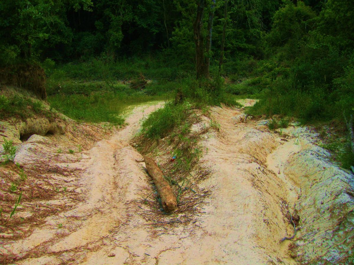 A narrow, sandy trail winding through a lush green forest, with patches of grass and scattered rocks along the sides. A fallen log lies across the path, and surrounding trees create a dense canopy overhead. Comite Trails mountain bike trail.