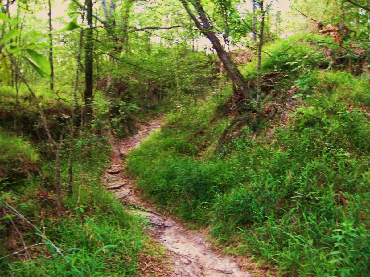 A winding dirt trail bordered by lush green vegetation and trees, creating a serene and natural atmosphere. The path is slightly worn, indicating frequent use, and the surrounding foliage features various shades of green, enhancing the tranquil feel of the scene. Hooper Road mountain bike trail.