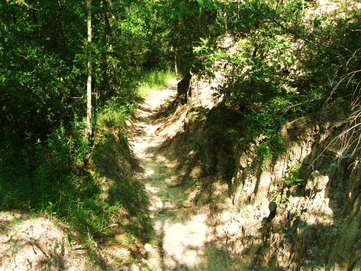 A narrow dirt path winding through dense green foliage and trees, surrounded by lush vegetation and dappled sunlight filtering through the leaves. Hooper Road mountain bike trail.