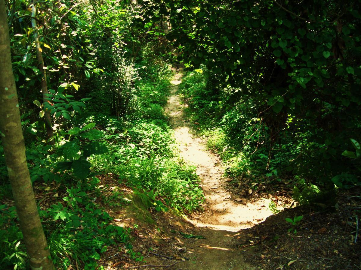 A narrow, winding dirt path surrounded by lush green foliage and trees, leading into a dense forest. Sunlight filters through the leaves, illuminating the trail and highlighting the vibrant greens of the underbrush. Hooper Road mountain bike trail.