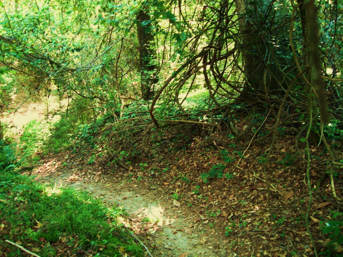 A narrow dirt path winding through a lush forest, surrounded by greenery, overgrown vines, and fallen leaves. Sunlight filters through the trees, creating a serene and peaceful atmosphere. Hooper Road mountain bike trail.