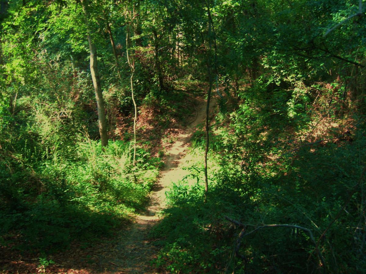 A lush green forest path winding through dense foliage, with sunlight filtering through the leaves, creating patches of light and shadow along the trail. Hooper Road mountain bike trail.