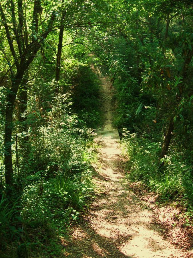 A winding dirt path leads through a lush, green forest, bordered by dense foliage and trees. A small wooden bridge crosses over a section of the trail, inviting exploration into the natural surroundings. Soft sunlight filters through the leaves, creating a serene and tranquil atmosphere. Hooper Road mountain bike trail.