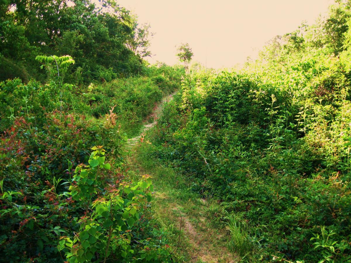 A narrow dirt path winding through lush green vegetation, with dense bushes and trees on either side. The scene is illuminated by soft, natural light, creating a tranquil and inviting atmosphere in a natural landscape. Hooper Road mountain bike trail.