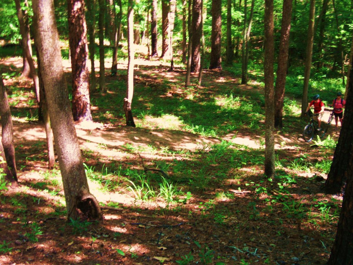 Two mountain bikers pause on a dirt trail in a lush, green forest. Tall trees and underbrush surround the path, with dappled sunlight filtering through the leaves. The scene captures the serene beauty of nature along with the enjoyment of outdoor biking activities. Clear Springs Rec. Area mountain bike trail.