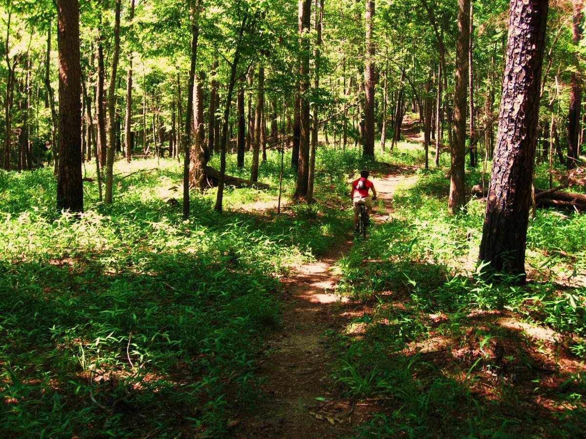 A cyclist riding on a dirt trail through a vibrant green forest, surrounded by tall trees and dense underbrush. Sunlight filters through the leaves, creating a bright and inviting atmosphere. Clear Springs Rec. Area mountain bike trail.