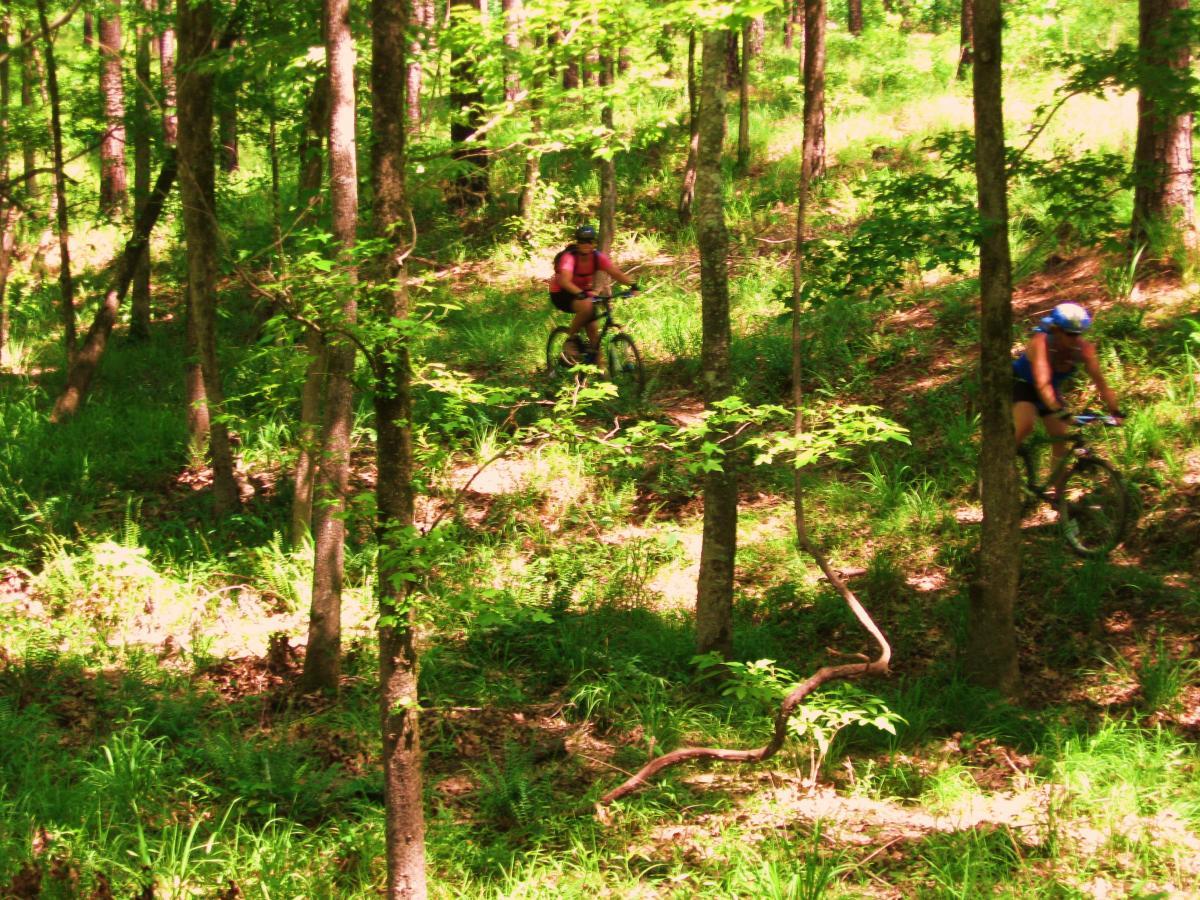 Two mountain bikers navigate a wooded trail, surrounded by lush green vegetation and trees. The sunlight filters through the foliage, creating dappled light on the ground. Clear Springs Rec. Area mountain bike trail.