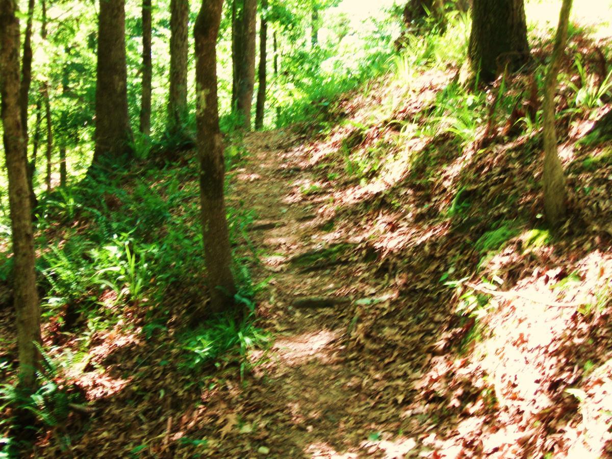 A narrow, winding trail surrounded by lush green trees and foliage, with sunlight filtering through the leaves, casting dappled shadows on the forest floor covered in leaves and small plants. Clear Springs Rec. Area mountain bike trail.