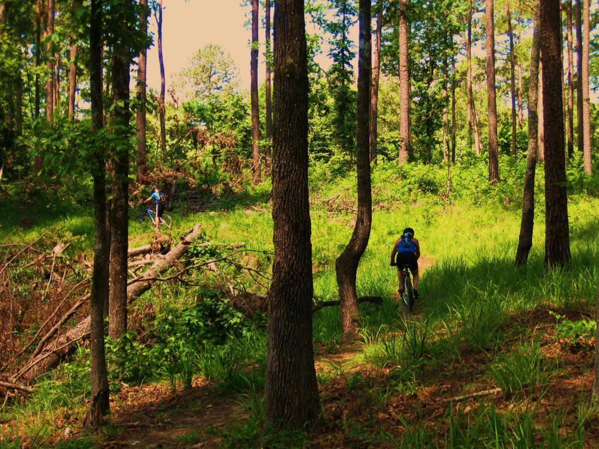 A scenic view of a forested area with tall trees and lush green undergrowth. Two individuals are riding bicycles on a dirt path; one cyclist is in the foreground, while another is visible in the background. Sunlight filters through the trees, illuminating the vibrant greenery. Clear Springs Rec. Area mountain bike trail.