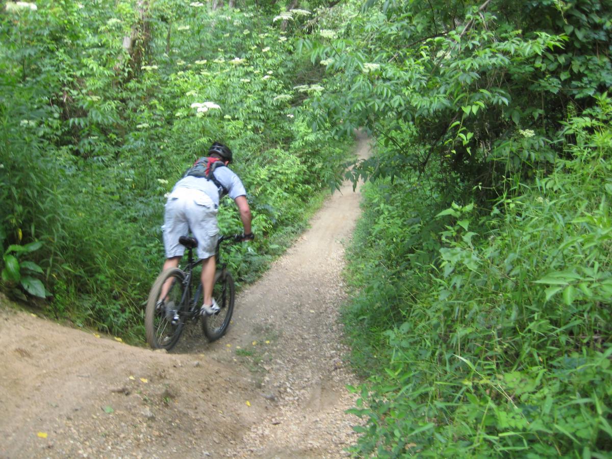A mountain biker riding down a dirt trail surrounded by lush greenery. The trail is narrow and winding, with grass and plants lining both sides. Comite Trails mountain bike trail.