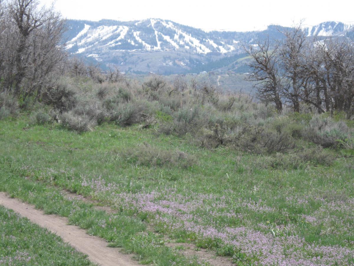 A scenic landscape featuring a dirt path winding through a grassy field with patches of purple flowers. In the background, there are snow-capped mountains under a cloudy sky, with sparse scrub vegetation and trees on either side of the path. Round Valley mountain bike trail.