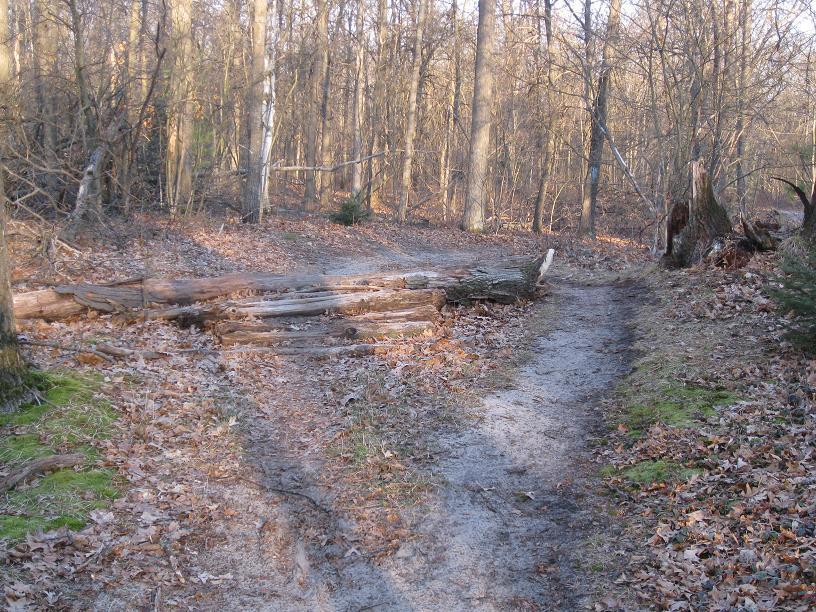 A forest scene featuring a dirt path that splits into two directions. A fallen log lies across one side of the path, surrounded by dry leaves and sparse greenery. The trees in the background are bare, indicating early spring or late autumn. Soft sunlight filters through the branches, creating a calm and peaceful atmosphere. Midland City Forest mountain bike trail.