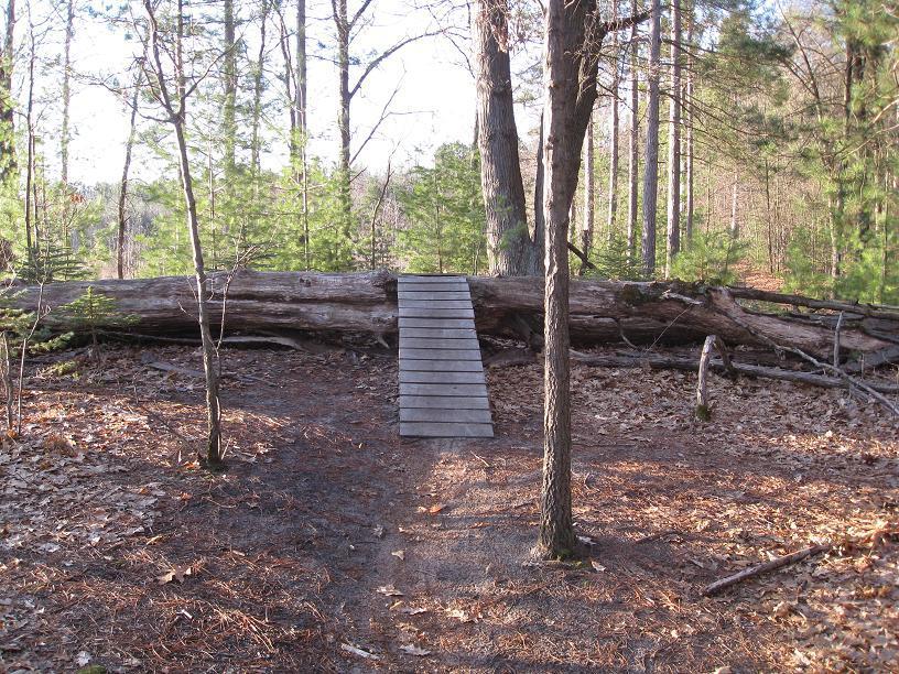 A wooden ramp leads over a large fallen tree in a forested area, surrounded by tall trees and patches of pine needles and leaves on the ground. The scene is peaceful, with sunlight filtering through the branches. Midland City Forest mountain bike trail.