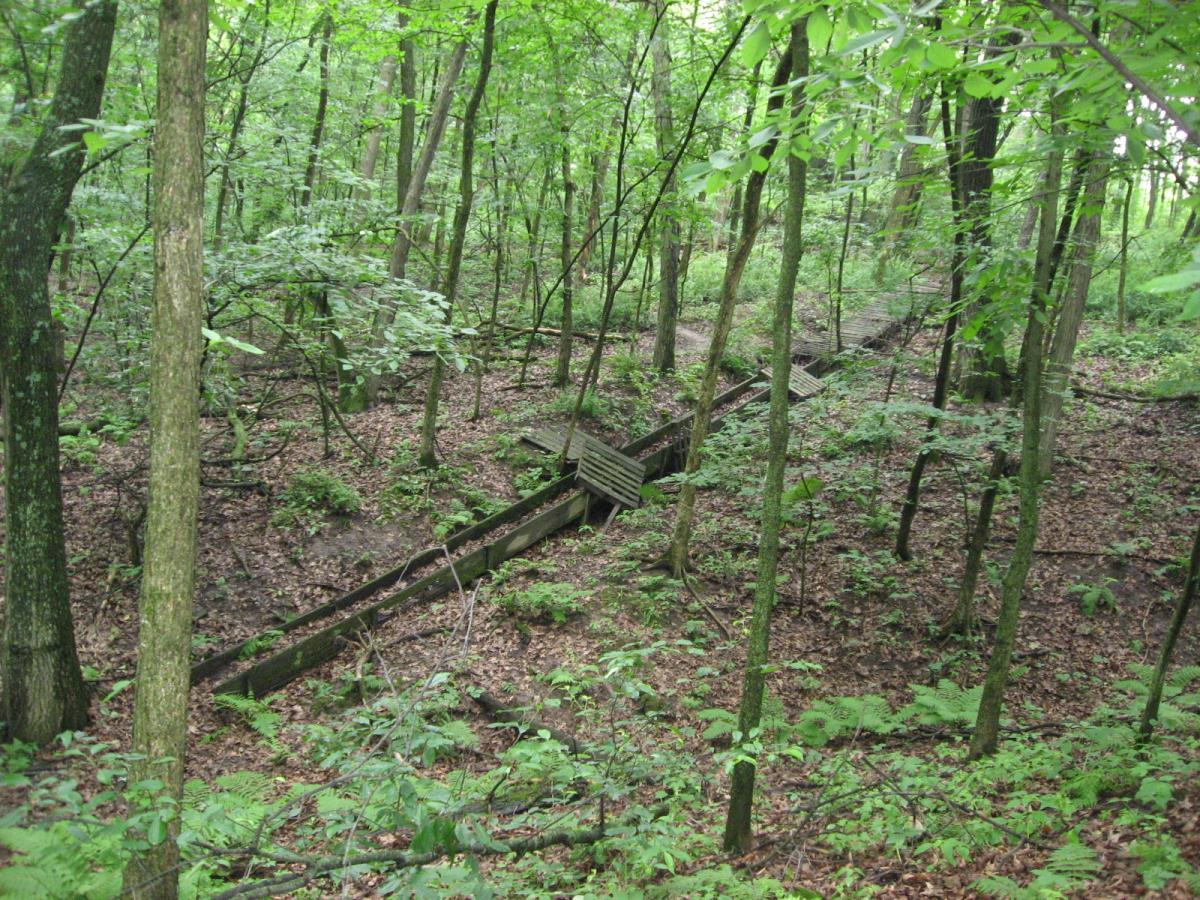 A lush green forest scene featuring tall trees, dense foliage, and a small wooden boardwalk winding through the underbrush. The ground is covered with fallen leaves and ferns, creating a serene natural environment. Hixon Forest mountain bike trail.