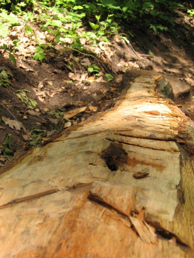 A close-up view of a weathered log lying on the forest floor, surrounded by green foliage and soft soil. The log shows visible texture with bark removed in places, highlighting its natural patterns and coloration. Sunlight filters through the trees, casting gentle shadows on the ground. Hixon Forest mountain bike trail.