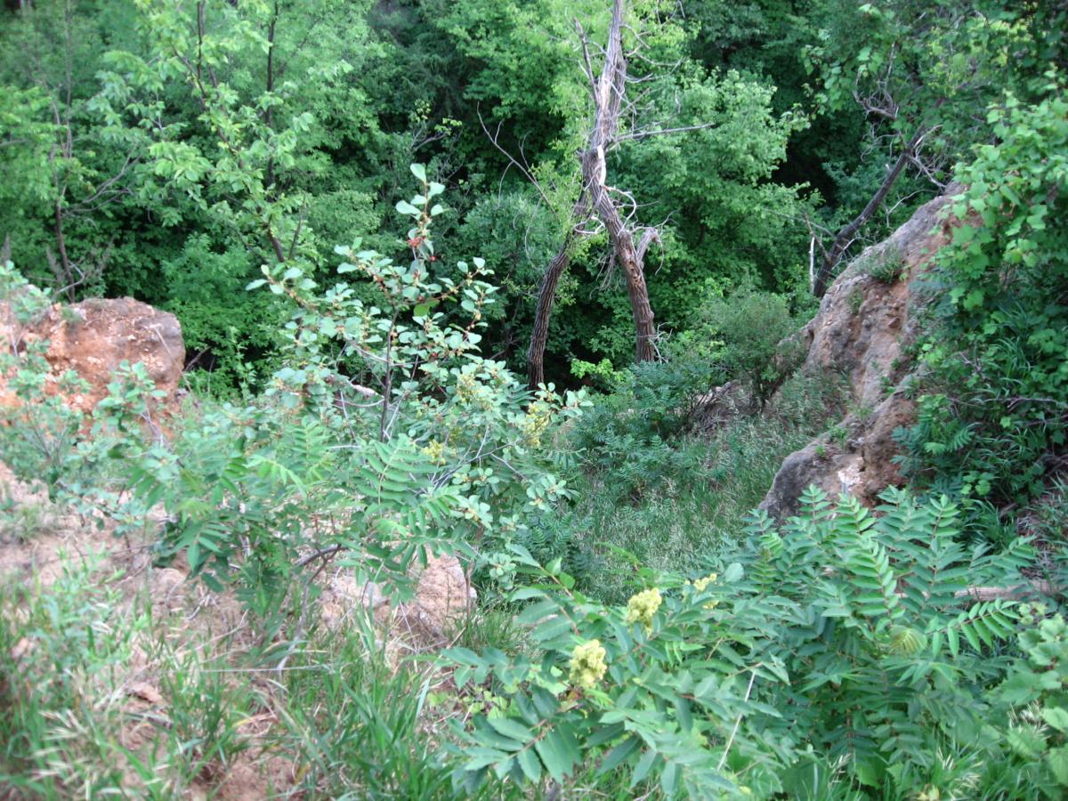 A lush green landscape featuring dense foliage, including various shrubs and small trees, with a rocky terrain visible in the foreground. The scene conveys a sense of tranquility and natural beauty, highlighting the diversity of plant life in a wooded area. Bluff Trails mountain bike trail.