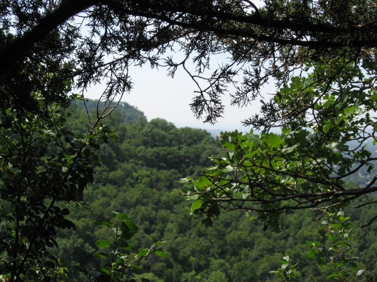A view of a green forested landscape framed by tree branches and leaves, with a light haze in the background indicating distant hills. Bluff Trails mountain bike trail.