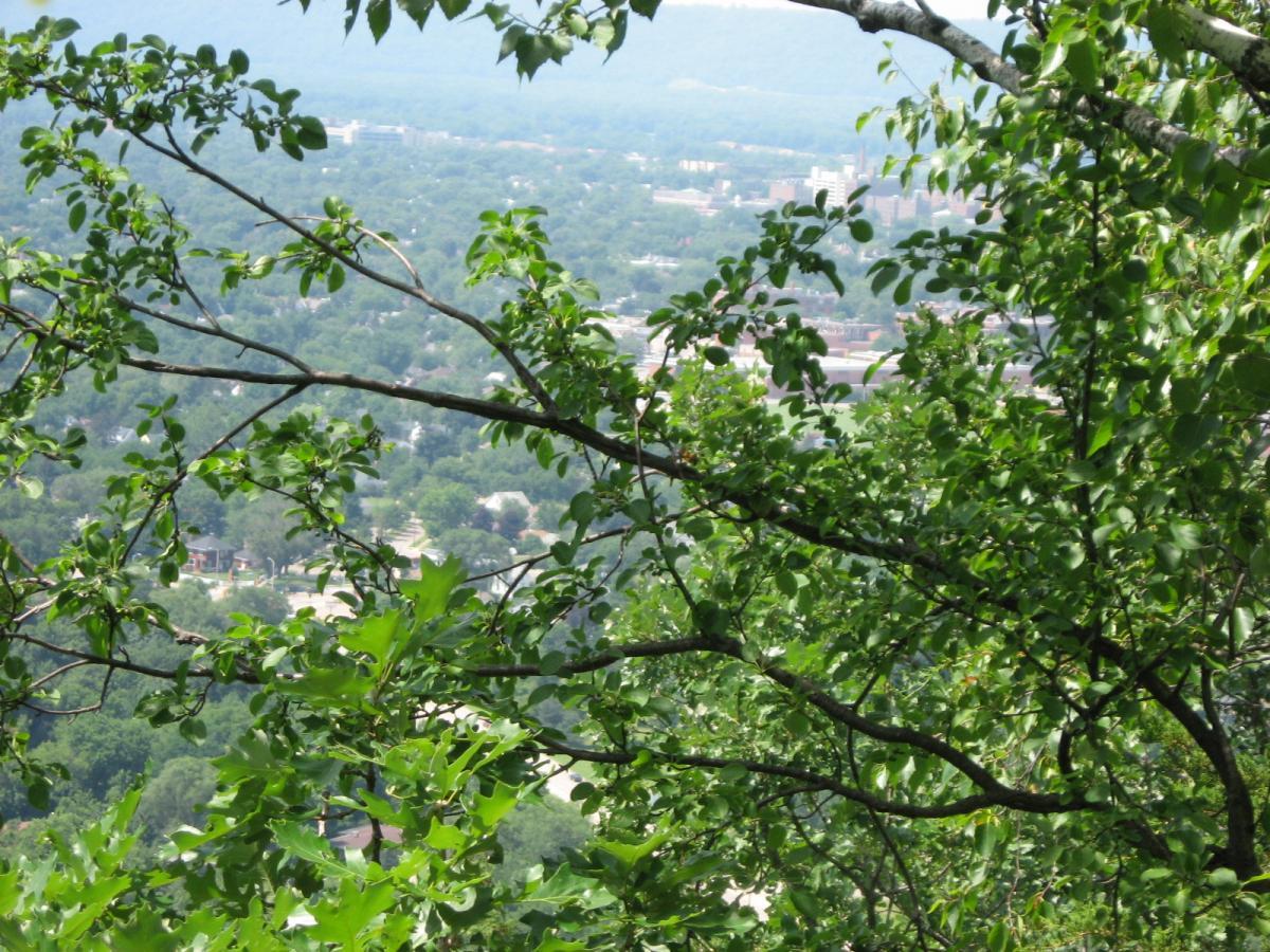 A view of a lush, green landscape framed by branches and leaves, showcasing a distant town nestled among rolling hills and greenery. The scene captures the tranquility of nature with a soft focus on the background. Bluff Trails mountain bike trail.