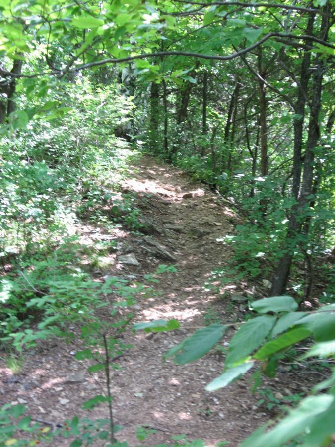 A narrow dirt path winding through a lush green forest, surrounded by dense foliage and trees. Sunlight filters through the leaves, creating a dappled effect on the ground. Bluff Trails mountain bike trail.