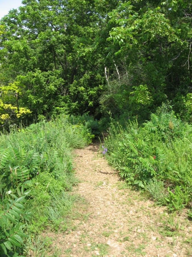 A narrow dirt path winding through lush green vegetation, bordered by tall grasses and wildflowers, leading into a dense tree line. The scene is bright and sunny, suggesting a warm day in a natural setting. Bluff Trails mountain bike trail.