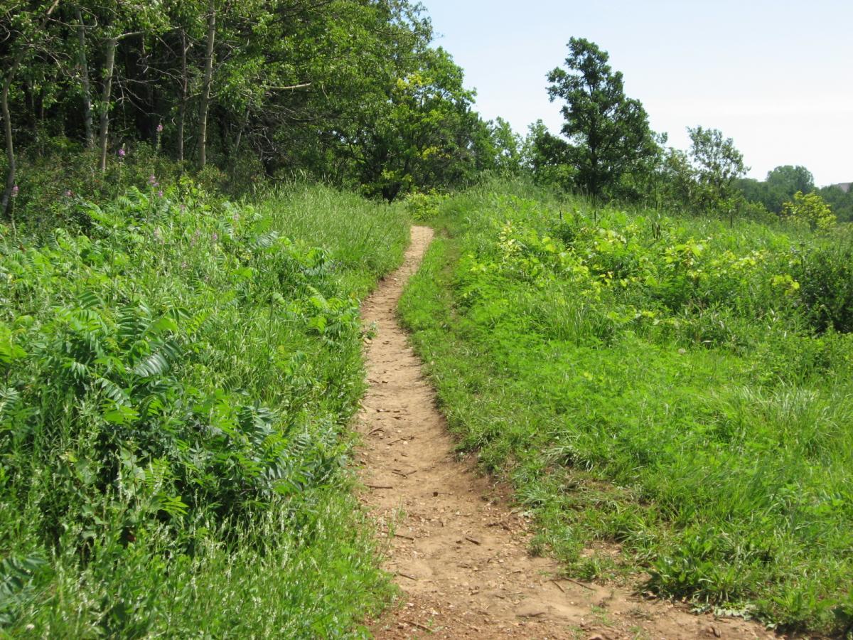 A dirt path winding through lush greenery, flanked by various types of grass and plants, leading into a wooded area under clear blue skies. Bluff Trails mountain bike trail.