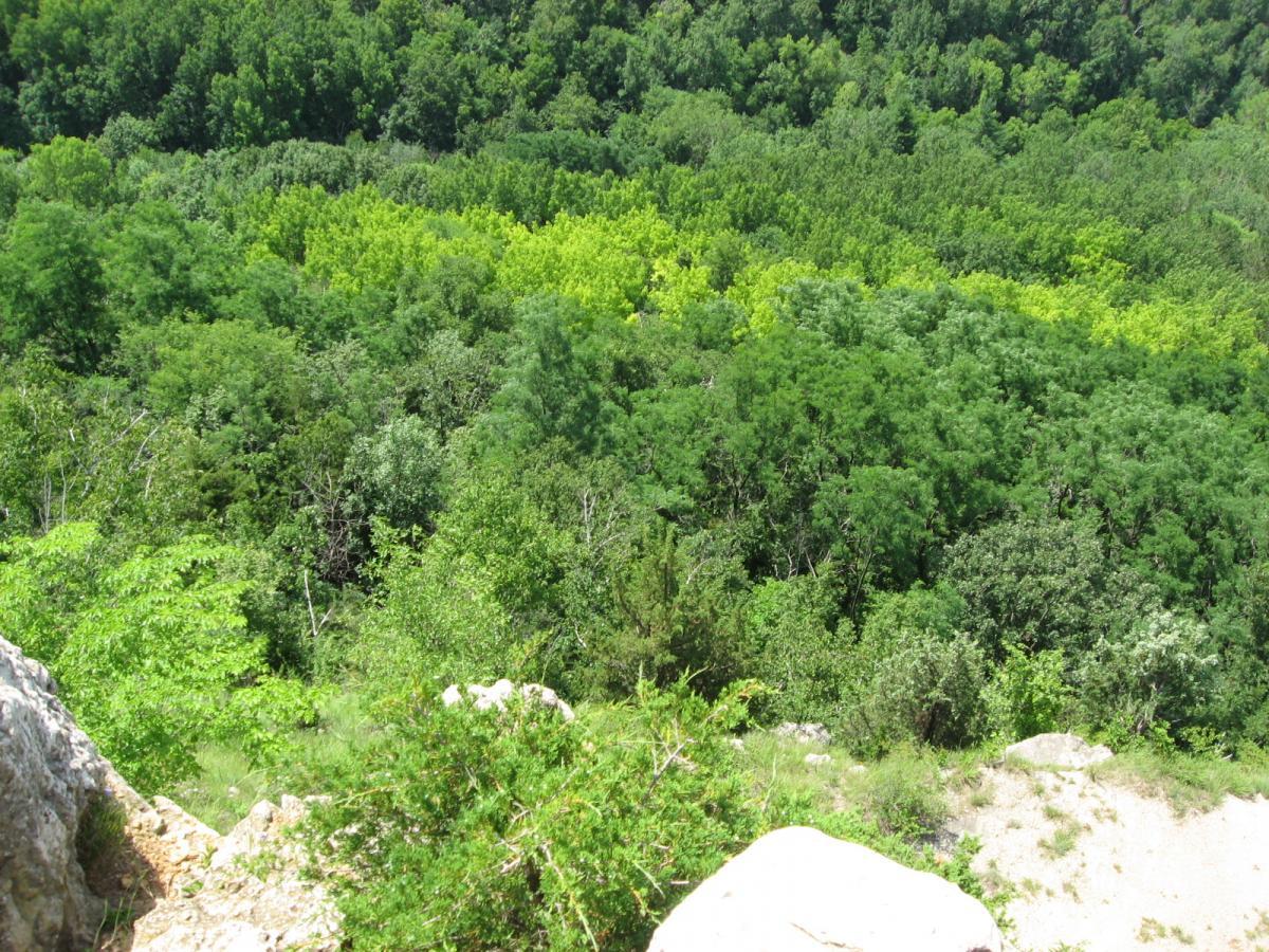 A lush forest landscape featuring a diverse range of green trees, with varying shades from bright to deep green, under a clear blue sky. The foreground includes rocky outcrops mingled with greenery, leading to a vast expanse of dense foliage. Bluff Trails mountain bike trail.