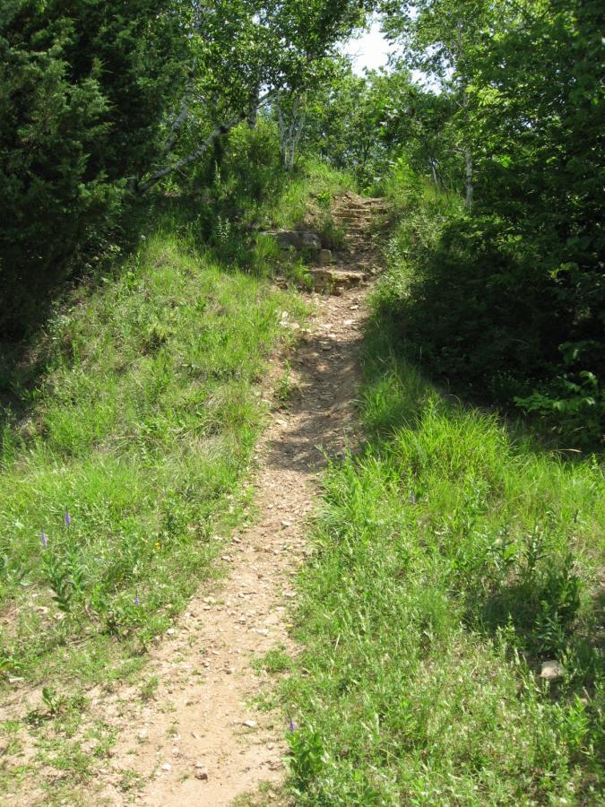A winding dirt path leads through lush greenery, flanked by tall grass and occasional wildflowers, with steps ascending toward a wooded area above. Bluff Trails mountain bike trail.