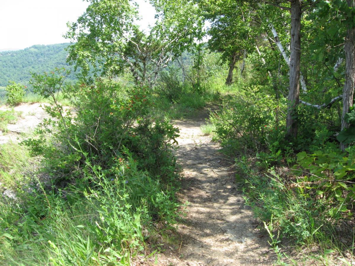 A narrow, winding dirt path surrounded by lush greenery and small bushes, leading through a forested area. Sunlight filters through the leaves of trees, and rolling hills are visible in the background. Bluff Trails mountain bike trail.