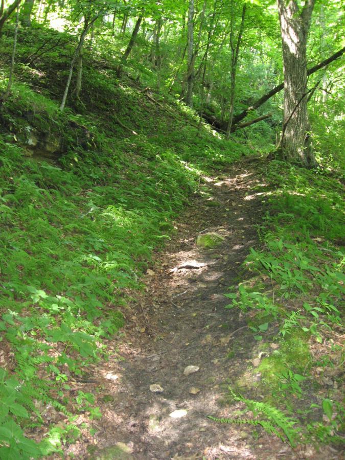 A winding dirt path through a lush green forest, surrounded by ferns and trees. Sunlight filters through the foliage, illuminating the trail and creating a peaceful, natural atmosphere. Bluff Trails mountain bike trail.