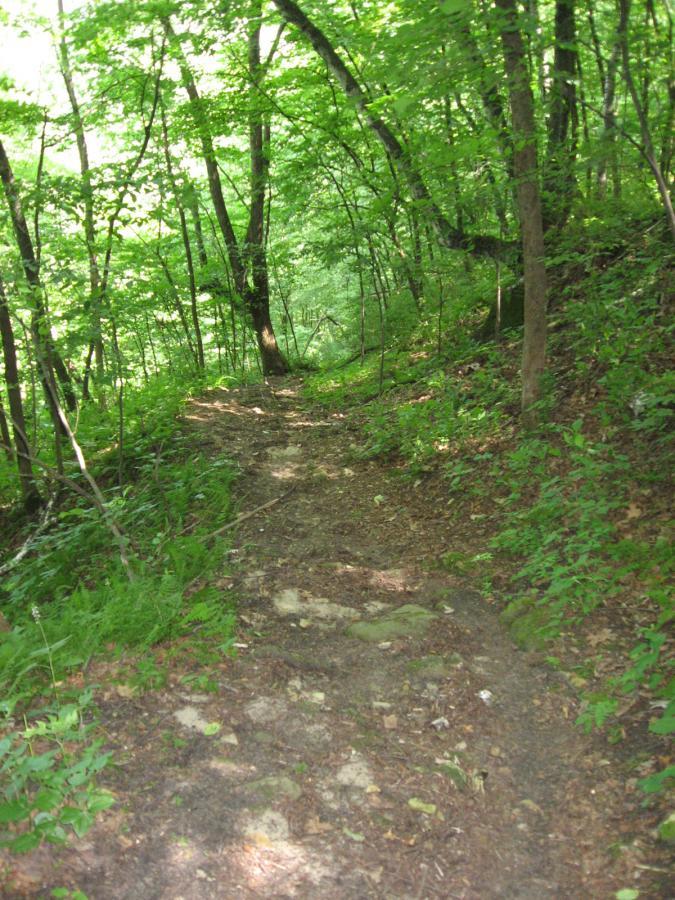 A winding dirt path through a lush green forest, surrounded by tall trees and dense vegetation, with sunlight filtering through the leaves. Bluff Trails mountain bike trail.