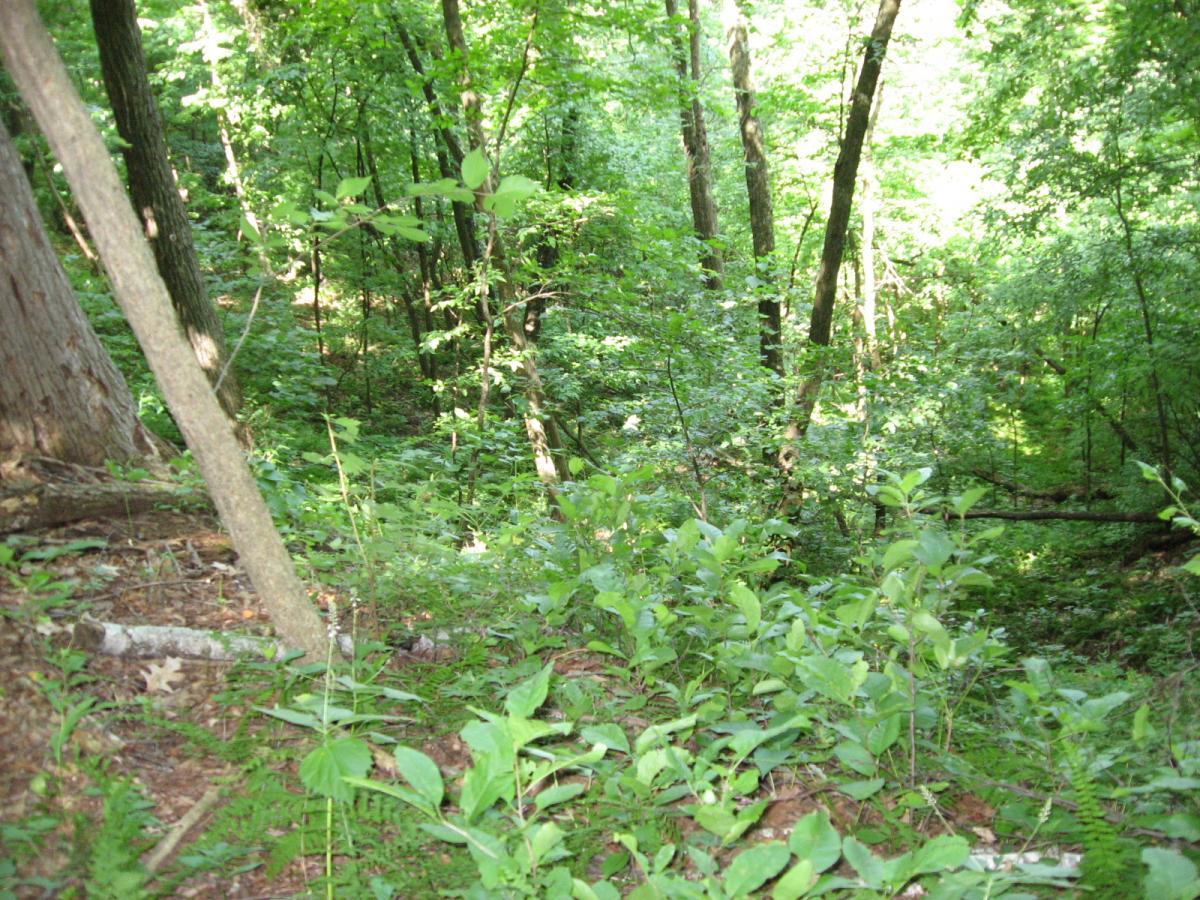 A lush forest scene showcasing a variety of green foliage, including trees and underbrush, with sunlight filtering through the leaves. The terrain slopes downwards, suggesting a natural setting rich in biodiversity. Bluff Trails mountain bike trail.